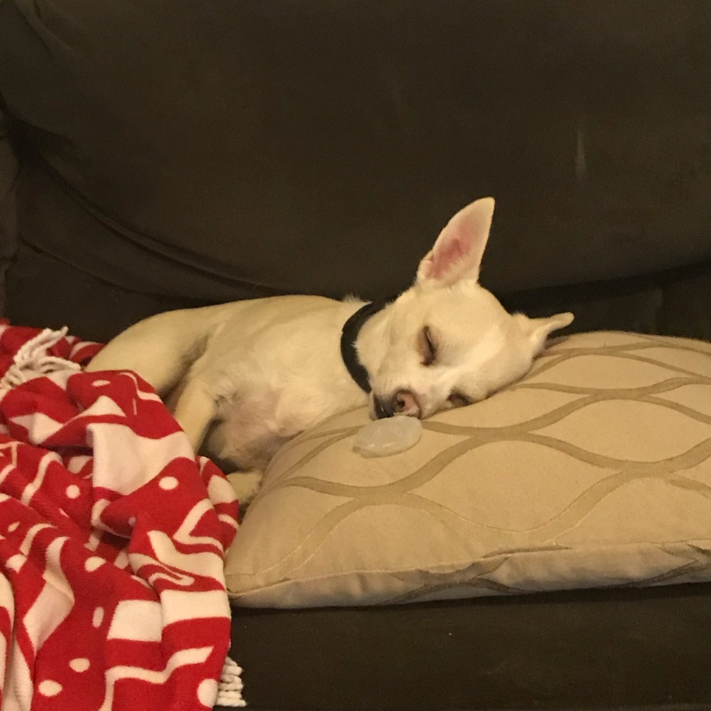 Meet your Posher, Jessie